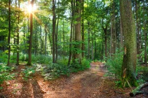 Waldweg mit dem Hundebuggy