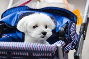 Hund im Pet Stroller