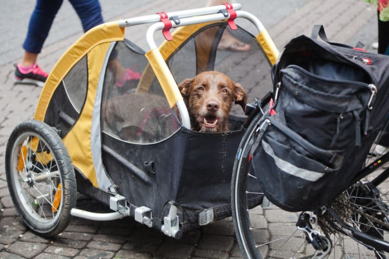 Spannende Hunde Fahrradanhnger Xxl Fotos
