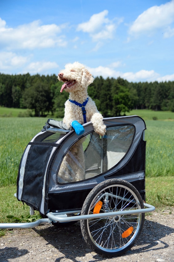 Wie Gewöhne Ich Meinen Hund An Den Fahrradanhänger