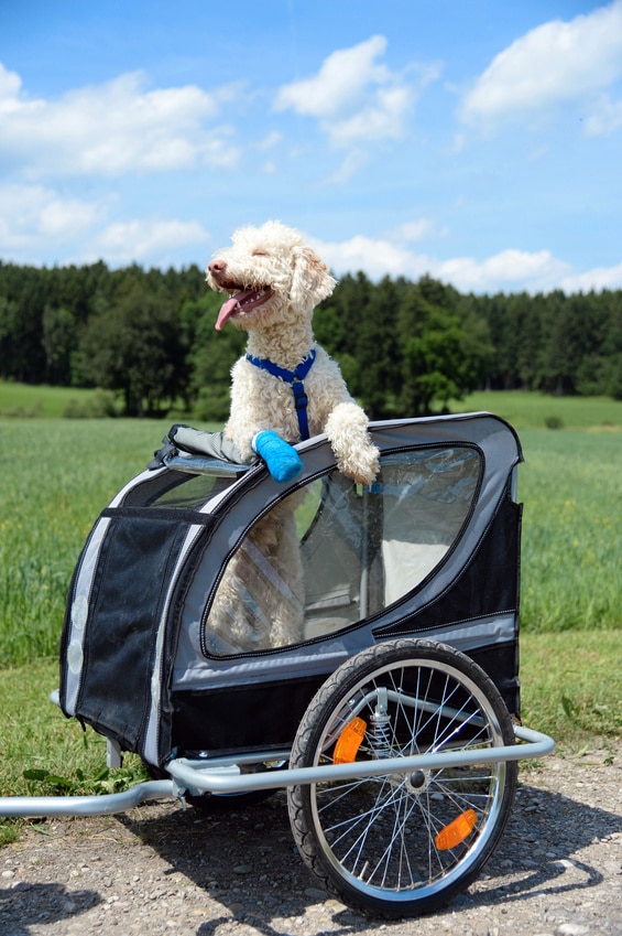 Wie gewöhne ich meinen Hund an den Fahrradanhänger? » HundebuggyGuide.de