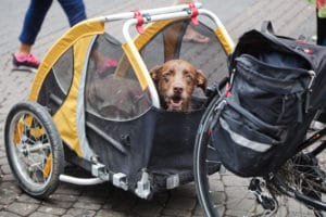 Hund im Fahrradanhnger