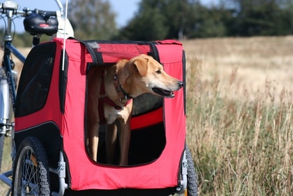 Hundefahrradanhänger