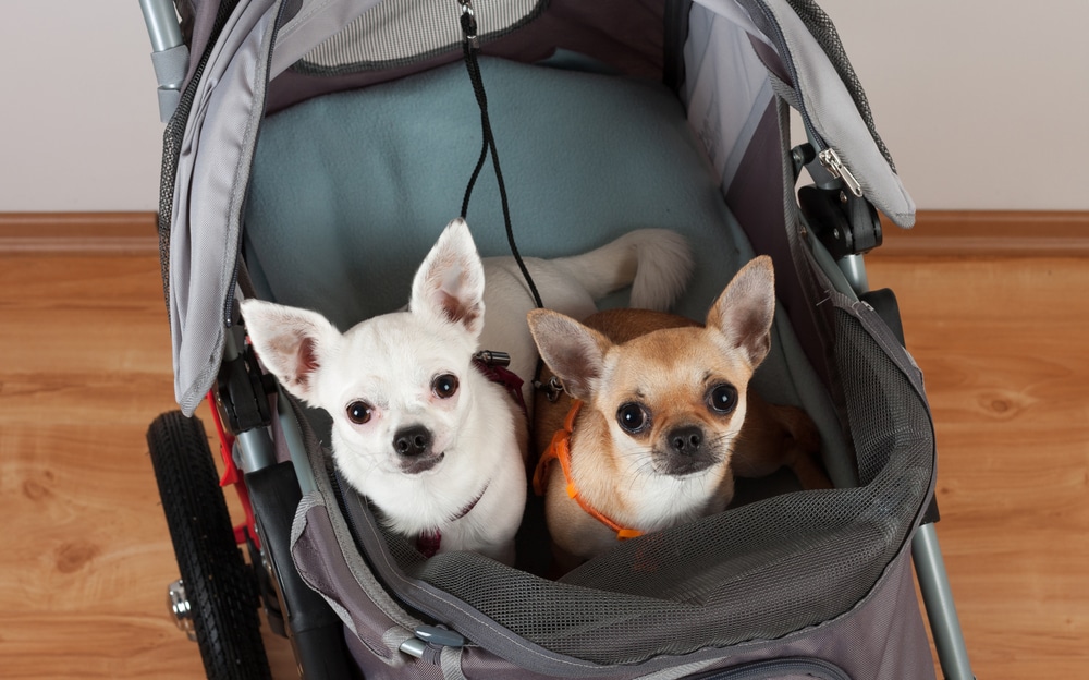 Hunde im Hundebuggy mit Luftreifen