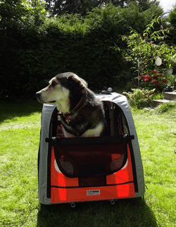 Mein Hund im Comfort Wagen Hundefahrradanhänger